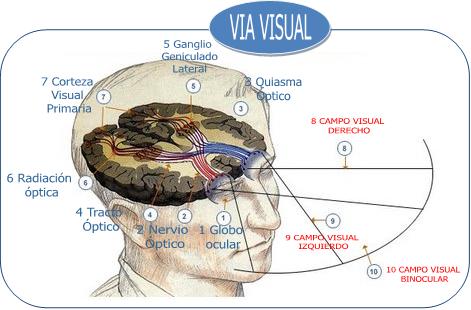 Explorando el Mundo de la Visión: Eficacia visual – Fusión (I ...